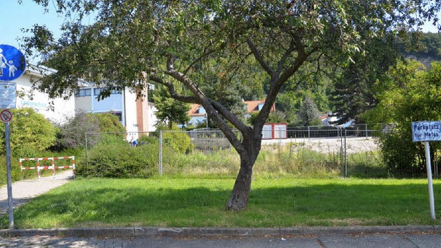 Hinter diesem Baum soll eigentlich ab ...uljahr 2012/13 das Kinderhaus stehen.   | Foto: Martina Weber-Kroker