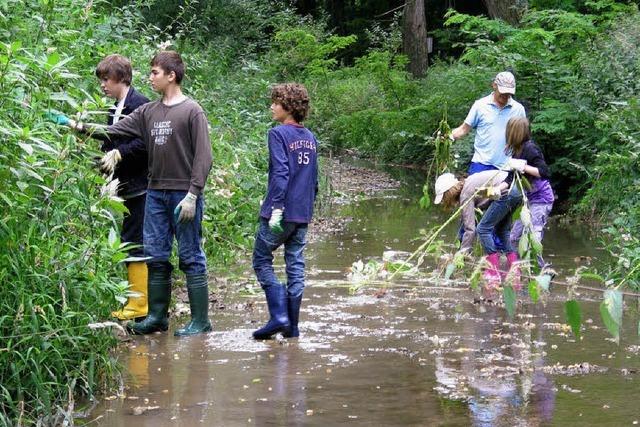 Schler entfernen Springkraut am Bach