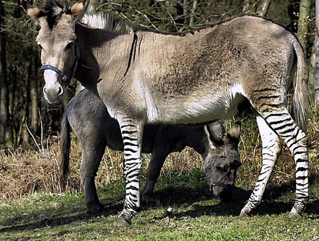 Auch in England lebt eine Mischung aus Esel und Zebra.   | Foto: dpa
