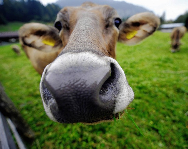 Ganz schn neugierig, die Kuh. Ob sie wohl beim Melken auch so schaut?  | Foto: ddp