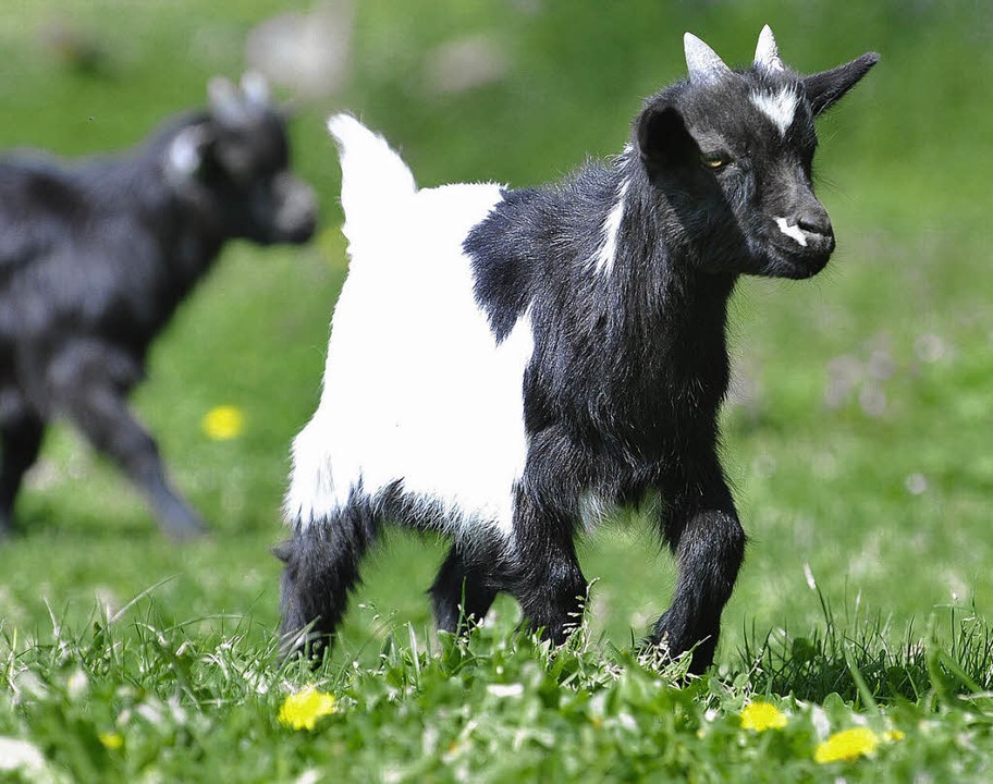 Kleine Ziege Kleine Ziege