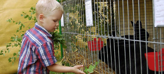 Luis, drei Jahre alt, gibt dem Kaninch...ss von der Jungtierschau in Schnau.    | Foto: Ulrike Jger