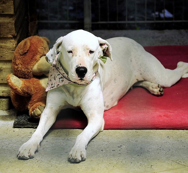 Weier Waise: Der Hund hat ein Kuscheltier, aber kein Zuhause.   | Foto: kunz