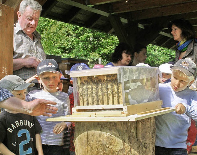 Eine neue Attraktion am Lehrbienenstan...fingen ist der Bienenkasten aus Glas.   | Foto: Liane Schilling