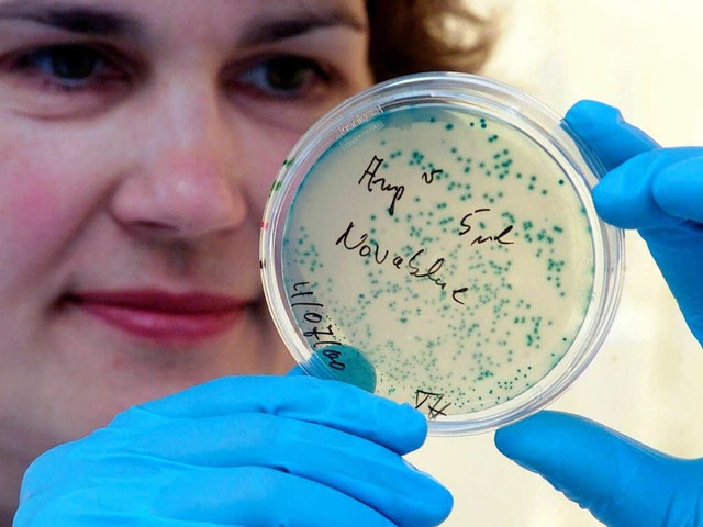 Bakterienkultur in einer Petrischale.  | Foto: Norbert Millauer