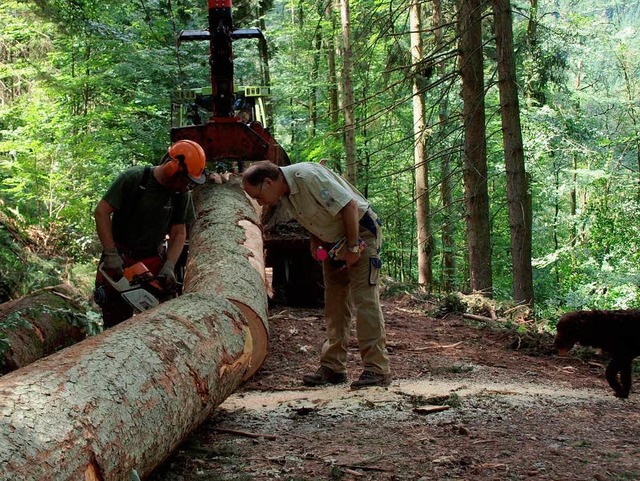Dicke Tannen fr Japan: Revierfrster ...(rechts) bei Waldarbeiten am Rollberg.  | Foto: Michael Haberer