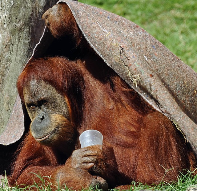 Gut eingekuschelt trotzt dieser Orang-...er ungewohnten brasilianischen Klte.   | Foto: AFP