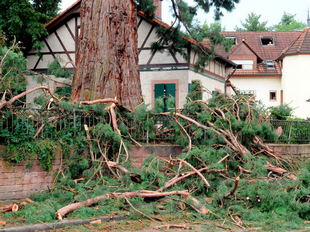 Die Feuerwehr hat alle Hnde voll zu tun, um den Baum zu sichern.