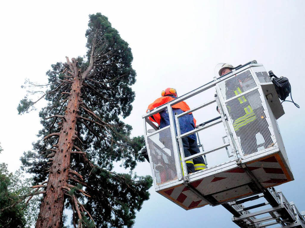 Die Feuerwehr hat alle Hnde voll zu tun, um den Baum zu sichern.