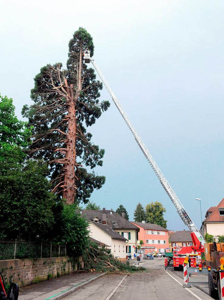 Die Feuerwehr hat alle Hnde voll zu tun, um den Baum zu sichern.