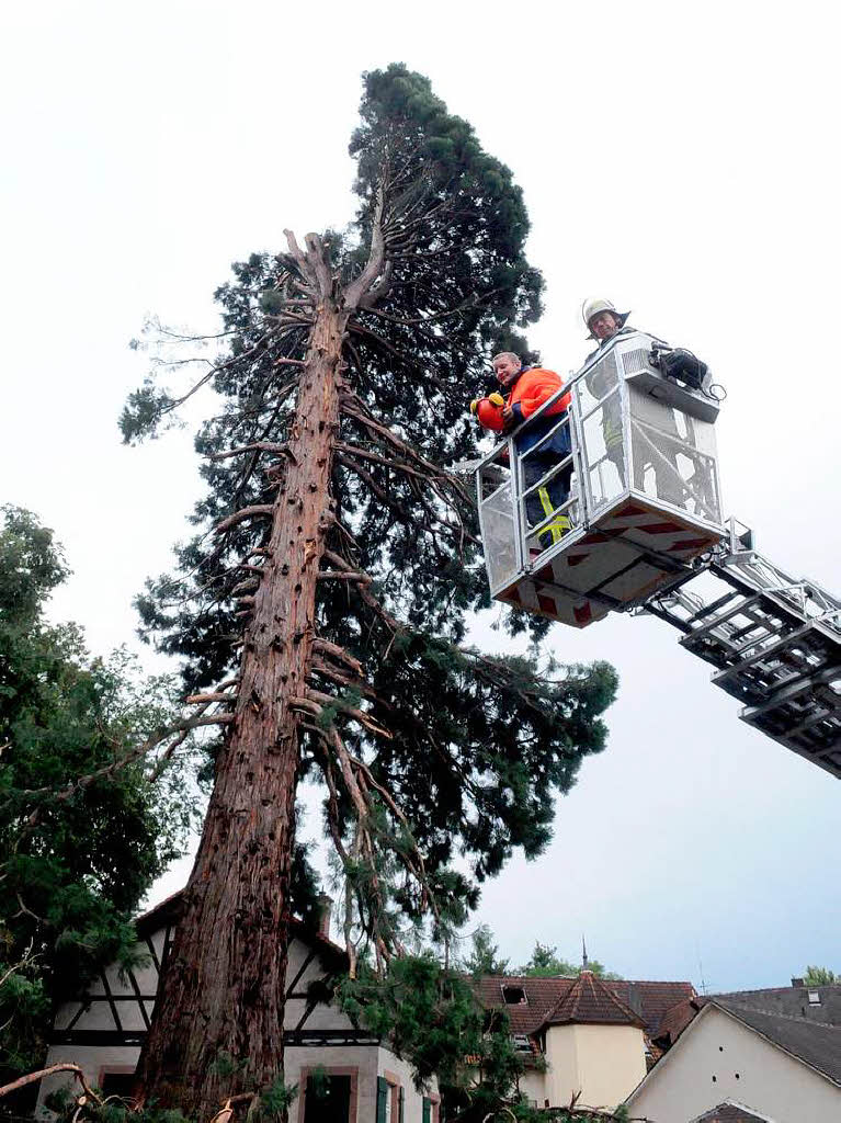 Die Feuerwehr hat alle Hnde voll zu tun, um den Baum zu sichern.