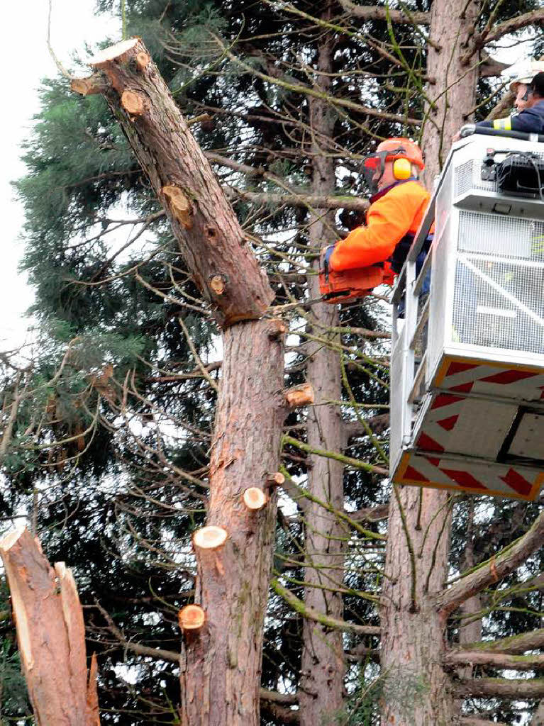 Die Feuerwehr hat alle Hnde voll zu tun, um den Baum zu sichern.