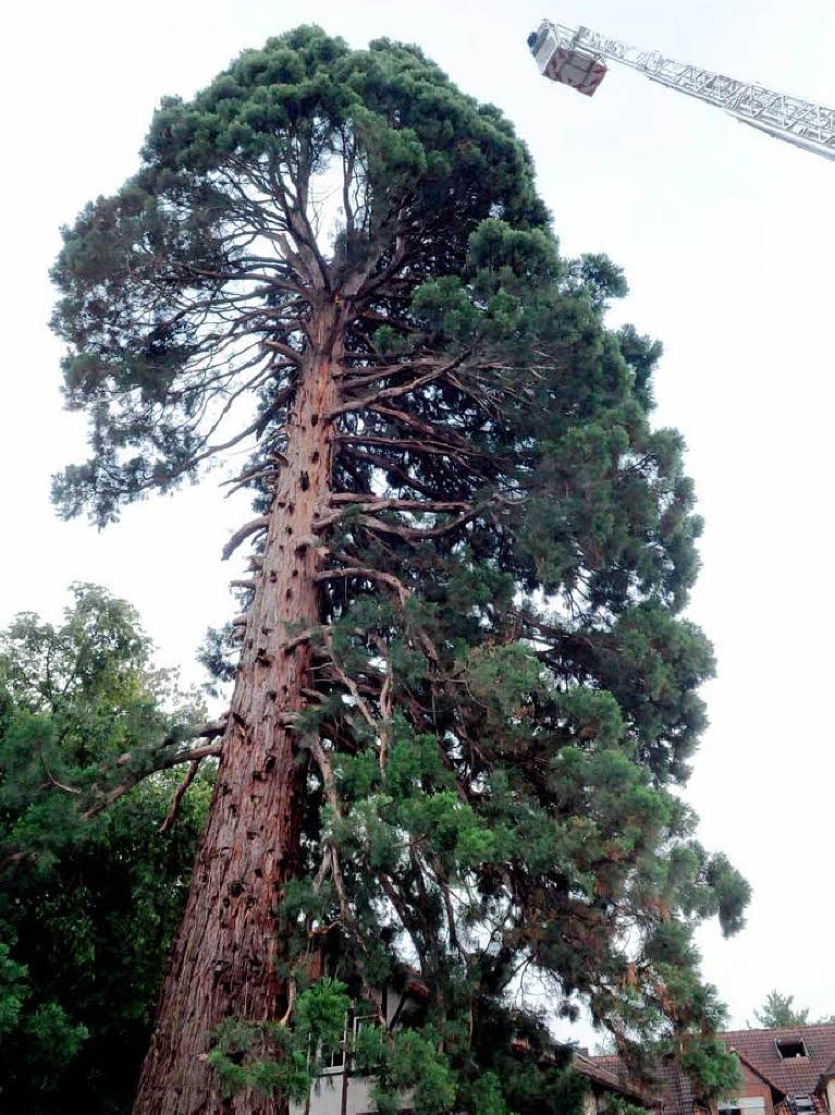 Die Feuerwehr hat alle Hnde voll zu tun, um den Baum zu sichern.