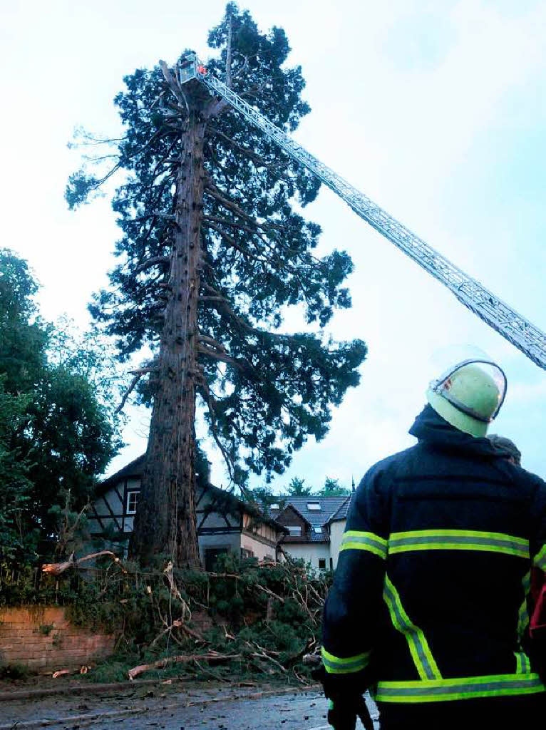 Die Feuerwehr hat alle Hnde voll zu tun, um den Baum zu sichern.