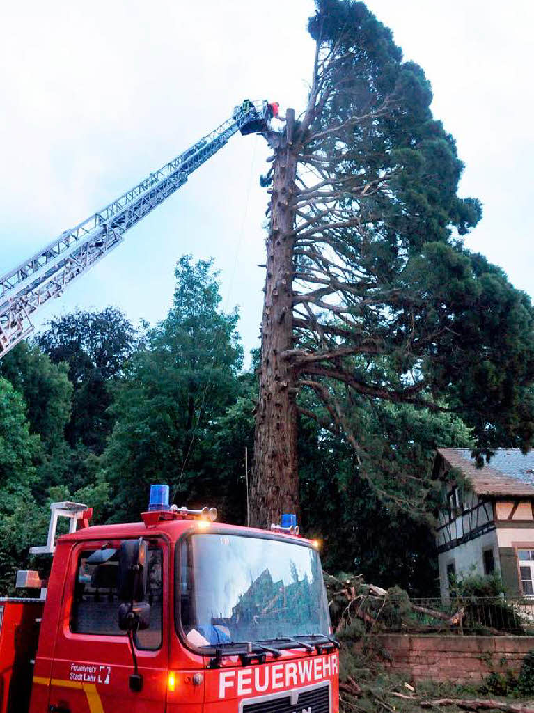 Die Feuerwehr hat alle Hnde voll zu tun, um den Baum zu sichern.