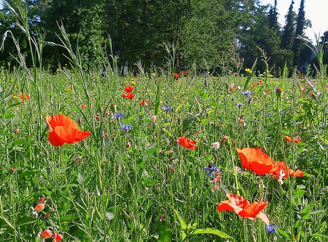 Neue Pracht: Wildblumenwiese im Herbert-King-Park   | Foto: claudia gempp
