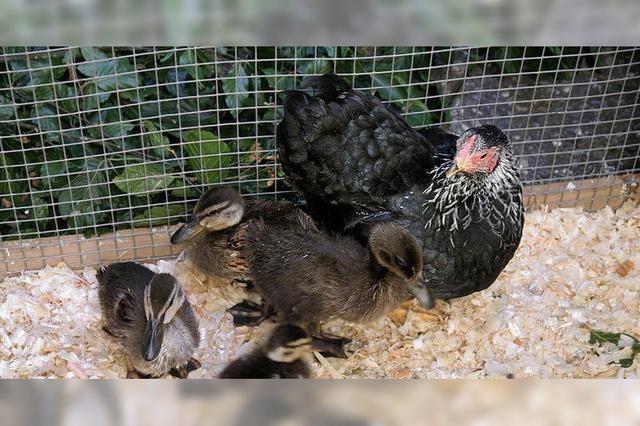 Huhn als Adoptivmutter