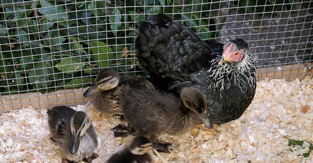 Adoptivmutter mit ihren ausgebrteten Enten.   | Foto: Birgit Rde