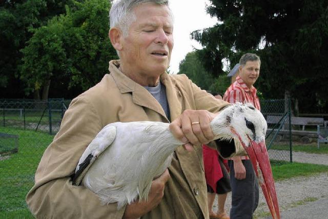 Storch berlebt Stromschlag