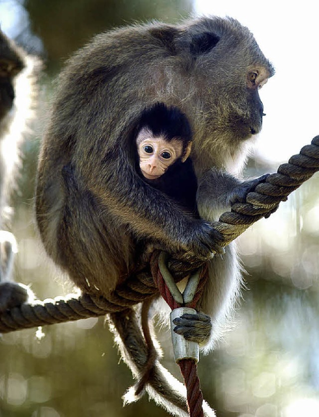 Babys, die sich an die Mutter klammern,  brauchen keine Sprache zur Beruhigung.  | Foto: Ingo Schneider