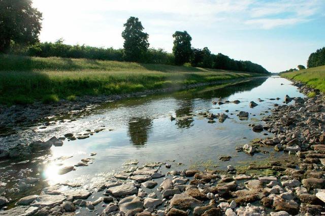 Fische verenden im Leopoldskanal