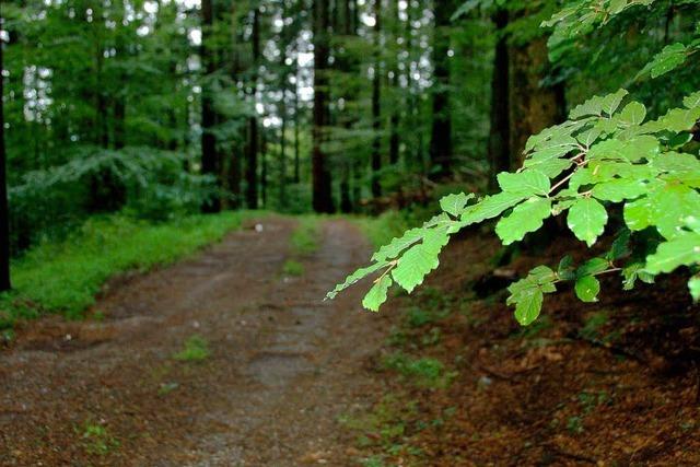 Der Mll soll wieder aus dem Wald verschwinden