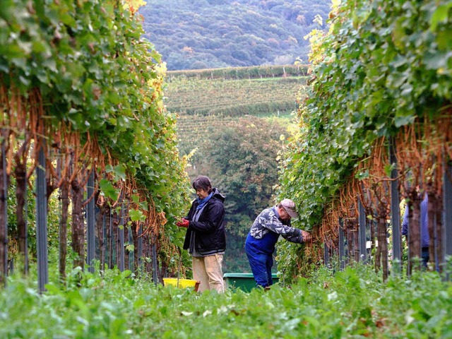 Weinlese 2010 in Kiechlinsbergen: Mach... 1. Juli in einem gemeinsamen Betrieb.  | Foto: Patrik Mller