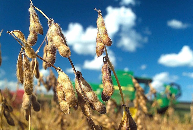 Diese Sojabohnen werden in Brasilien f...e Produktion von Biodiesel verwendet.   | Foto: dpa
