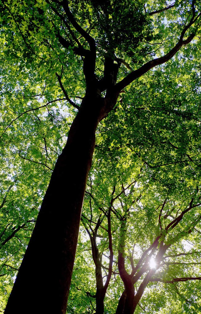 Unverzichtbar: der Wald  | Foto: dpa