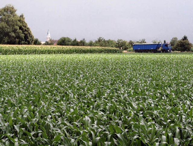 Der Standort der geplanten Biogasanlag...laster fhrt, her erschlossen werden.   | Foto: Michael Haberer