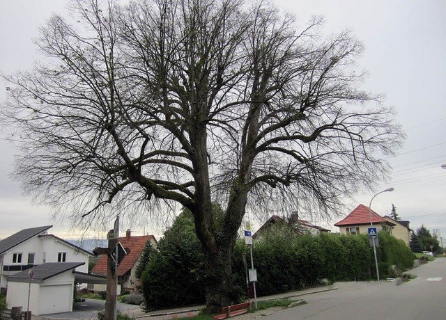 Die Friedenslinde in Karsau muss gefllt werden.  | Foto: privat