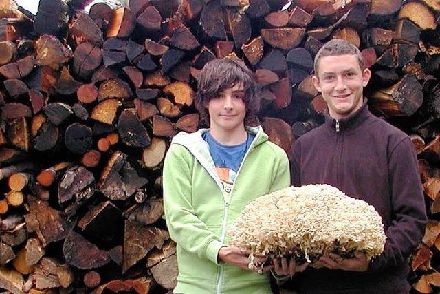 5,7-Kilogramm: Schüler finden Riesenpilz im Hotzenwald