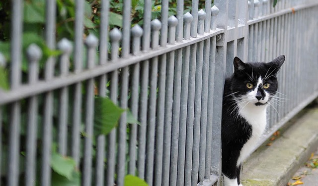 Das Herrchen im Urlaub, die Katze ohne... Katzensitter-Club in Donaueschingen.   | Foto: DPa