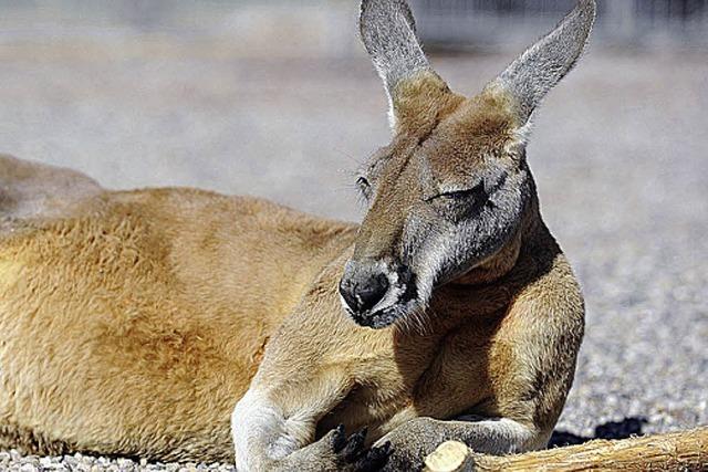 Mit dem Besen gegen Känguru