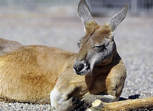 Offenbar sind nicht alle Riesenknguru...friedlich wie dieses vom Circus Knie.   | Foto: SChneider