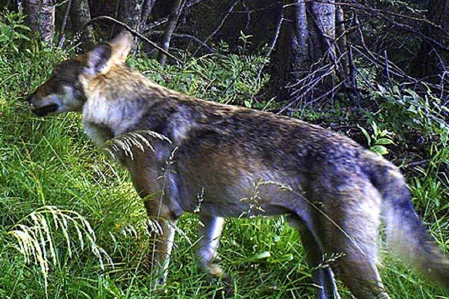 Wolf-Alarm in den Vogesen