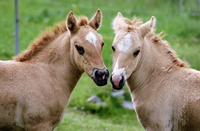 Artgerechte Tierhaltung auf dem Schlchtseehof in Grafenhausen.   | Foto: ljd