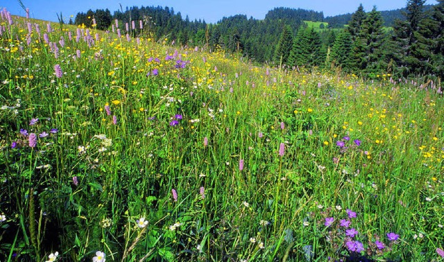 Auf den duftenden, bunten  Schwarzwald...or allem der essbare Wiesenknterich.   | Foto: Ingo Seehafer