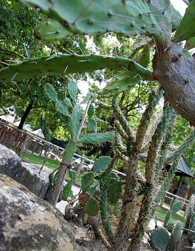 Kakteengarten im Rosenfelspark: Auch d... Frderverein eine  Aufwertung ntig.   | Foto: Nikolaus Trenz