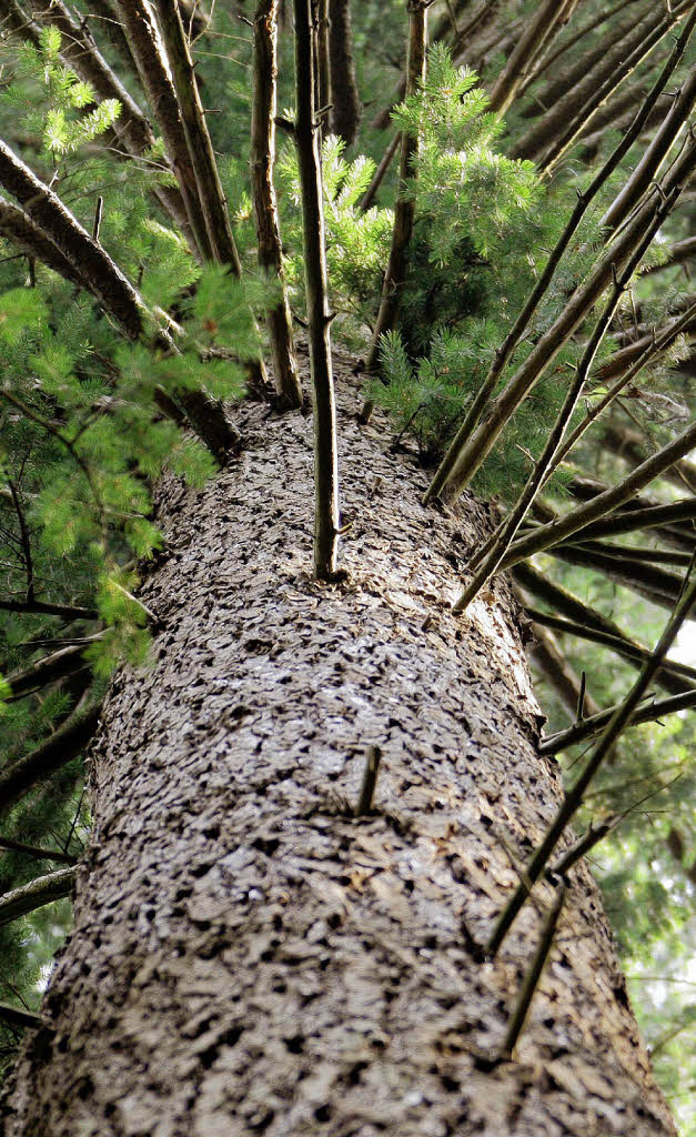 Baum der Zukunft im Schwarzwald Dachsberg Badische Zeitung