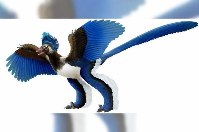 Der Archaeopteryx fllt vom Ast