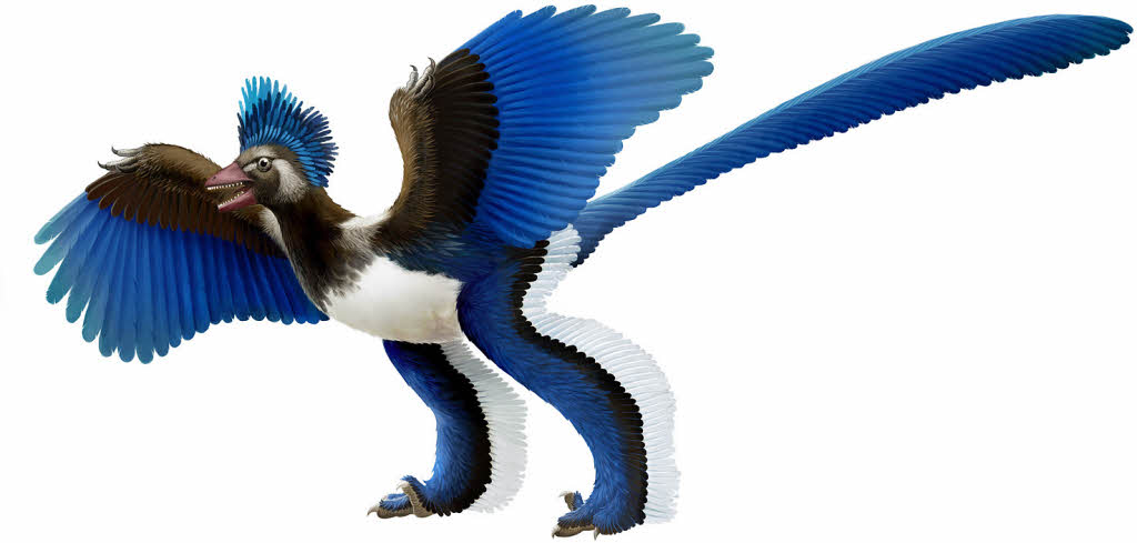 Der Archaeopteryx fällt vom Ast Panorama Badische Zeitung