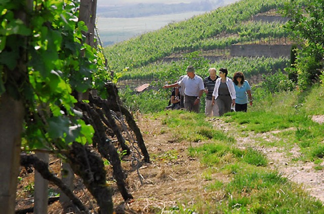 Zur Weinwanderung ldt die WG Britzingen.   | Foto: BZ