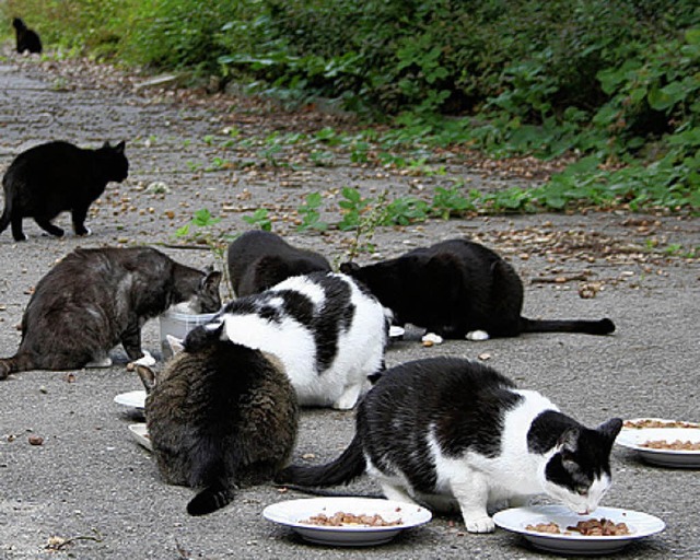 Wilde Hauskatzen sind das Ziel der Tierschtzer.   | Foto: BZ