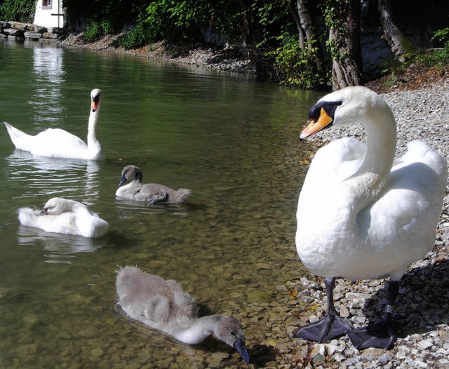 Der Familie geht es wieder gut. Der st...r (rechts) wre ohne Hilfe gestorben.   | Foto: Privat