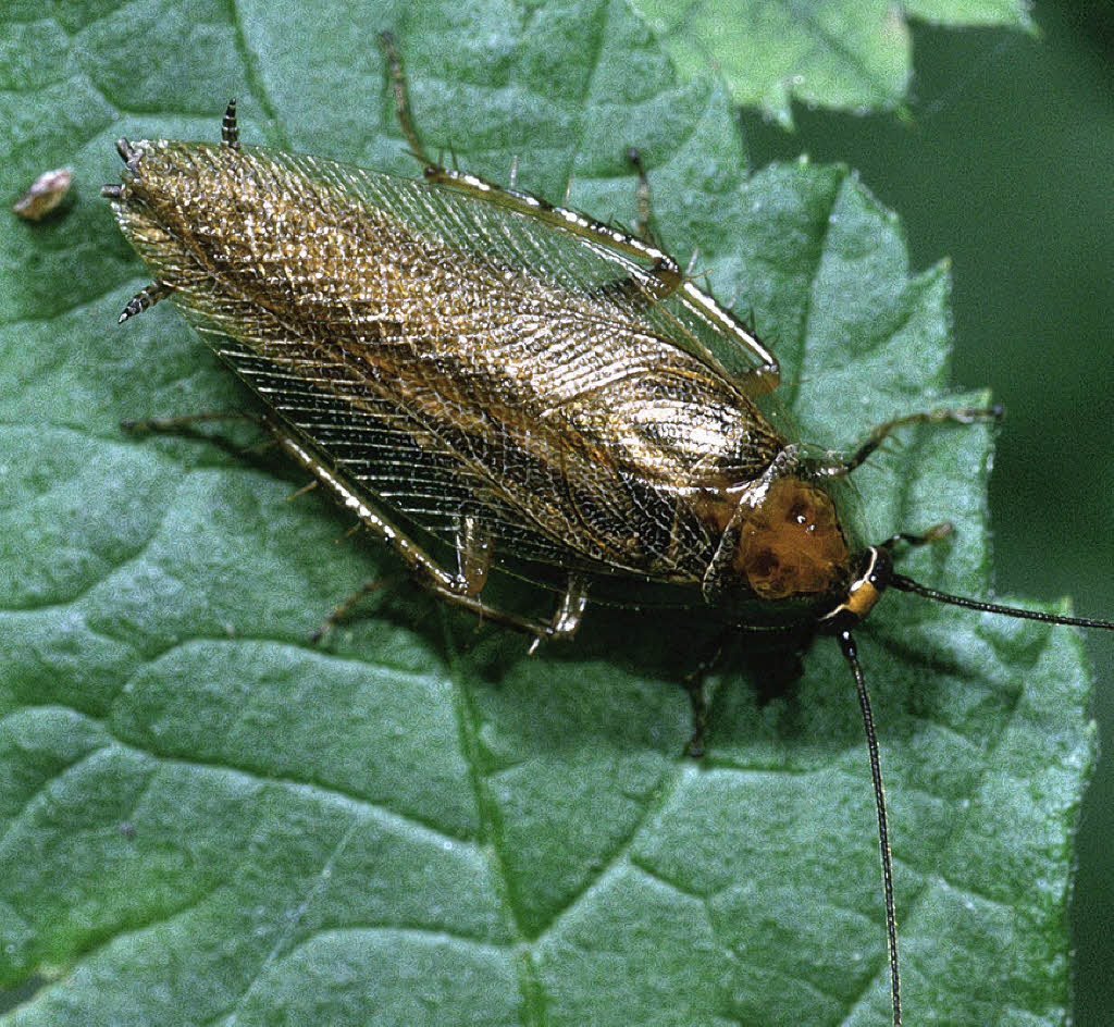 Neue Schabenart macht sich breit Freiburg Badische Zeitung
