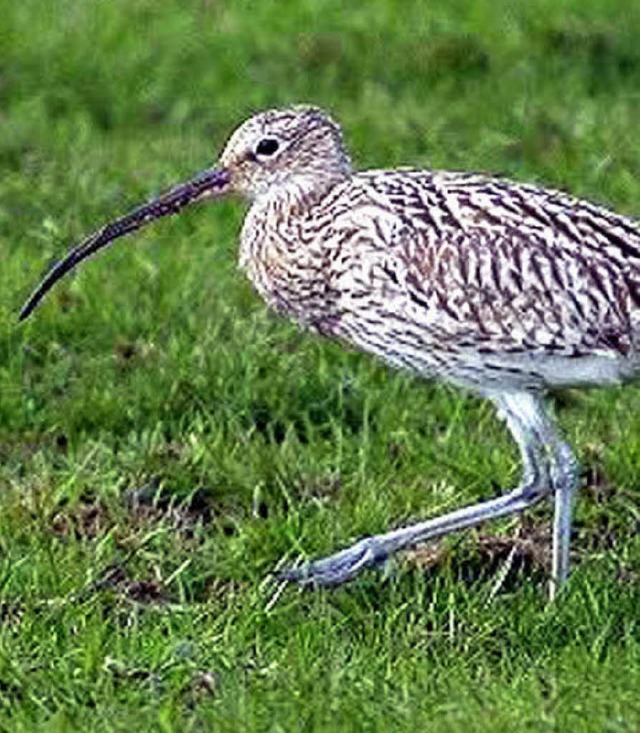 Der Groe Brachvogel.   | Foto: BZ