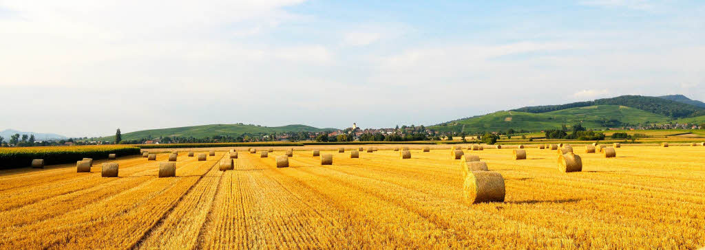 Getreideernte im sdlichen Breisgau