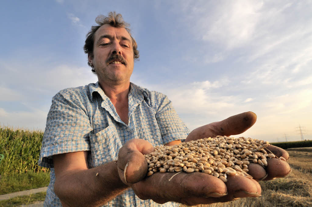 Landwirt Gnter Sitterle aus Kirchhofen  prft die Qualitt des Getreides
