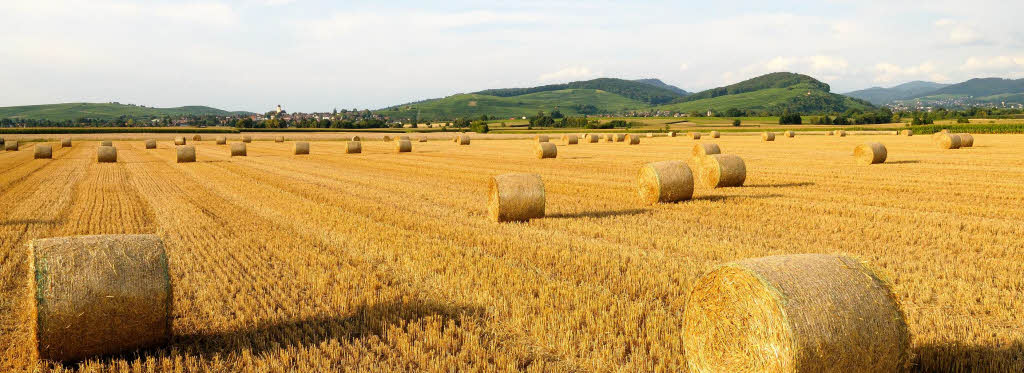 Getreideernte im sdlichen Breisgau